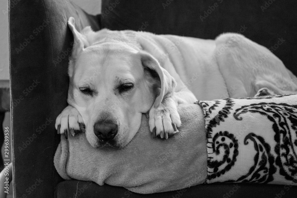 Labrador taking a nap