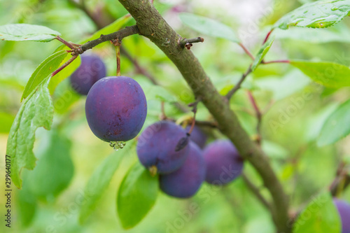 Ripe plum ripens on a tree branch in summer