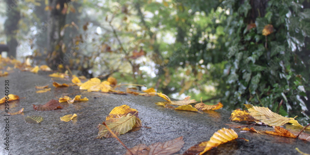 Foglie gialle in una giornata d'autunno Foglie gialle in una giornata d'autunno