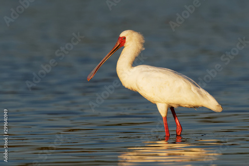 African Spoonbill - Platalea alba long-legged wading bird of the ibis and spoonbill family Threskiornithidae. White bird in the blue water, hunting, fishing and staying in sunset © phototrip.cz