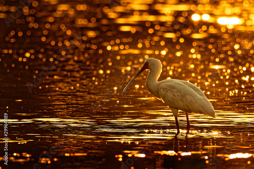 African Spoonbill - Platalea alba long-legged wading bird of the ibis and spoonbill family Threskiornithidae. White bird in the blue water, hunting, fishing and staying in sunset