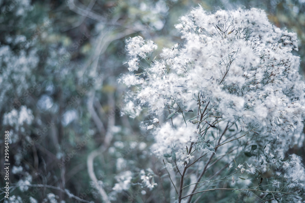 white wild flowers on a tree