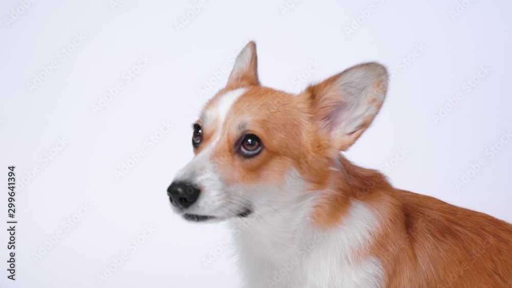 Portrait of a funny pembroke welsh corgi dog  looking at the camera with mouth open seen from the front on a white background