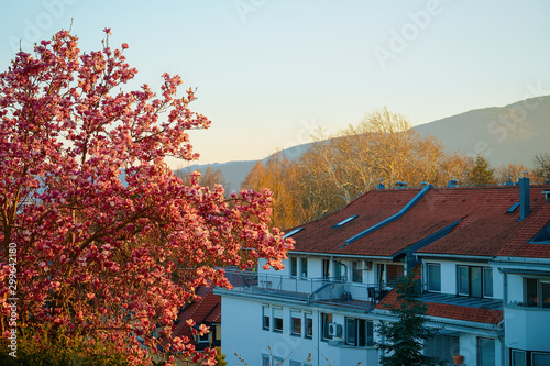 Tile roof of cottage with blue sky Magnolia blooming