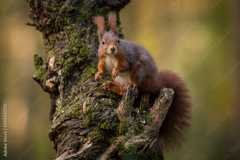 squirrel on a ratchet in nature squirrel on a ratchet in nature