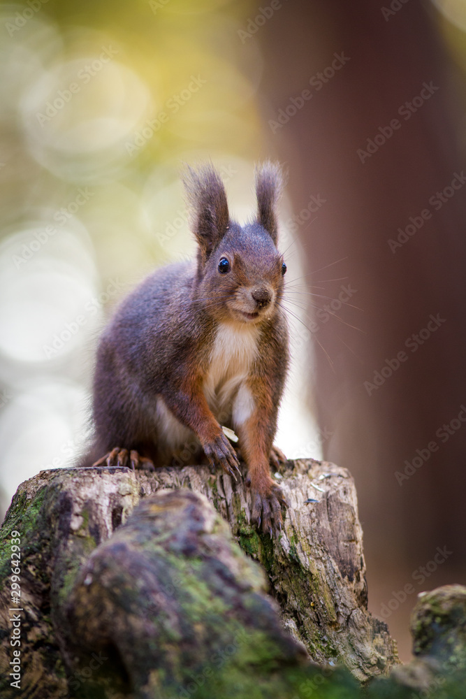 squirrel on a ratchet in nature squirrel on a ratchet in nature