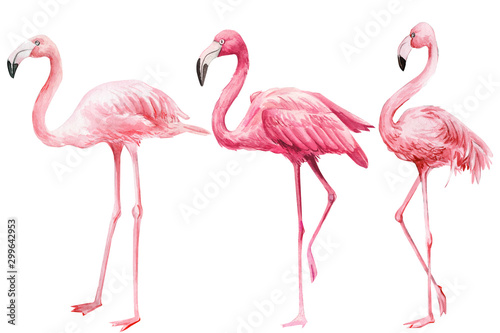 set of pink flamingo on an isolated white background, watercolor illustration