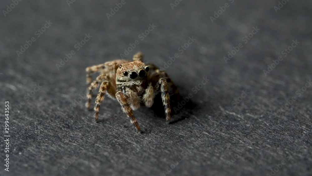 Small jumping spider on a grey background