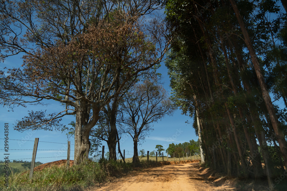 Fototapeta premium trees and blue sky