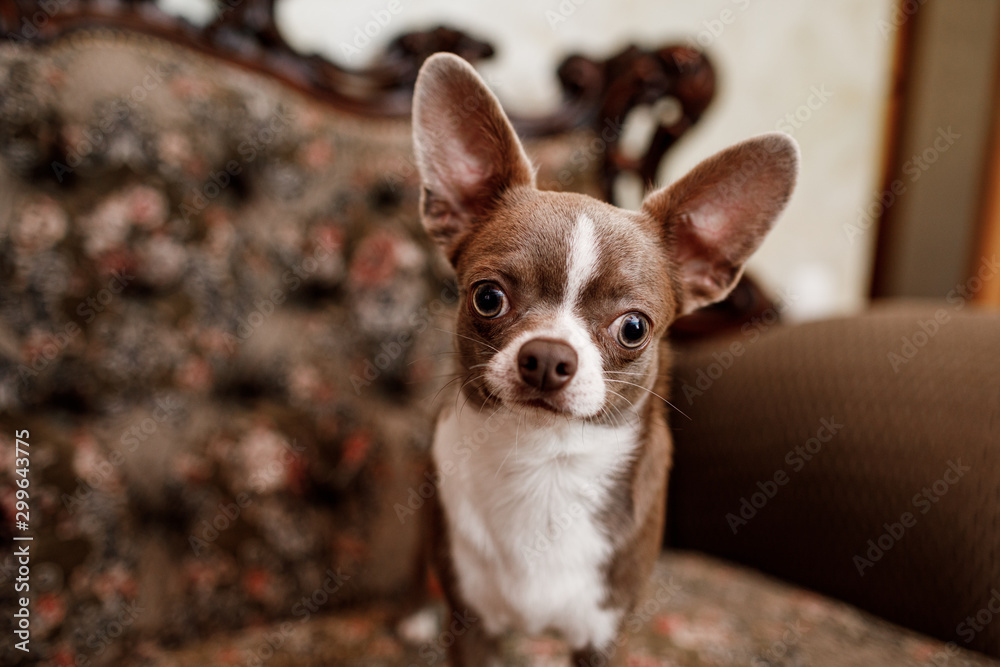 selective focus of cute dog on stylish couch in apartment. The background is classic sofa.