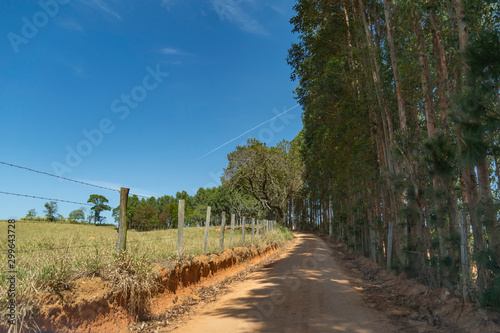 trees and blue sky