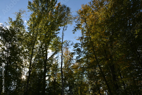 Tops of trees against the blue sky in autumn © Olena