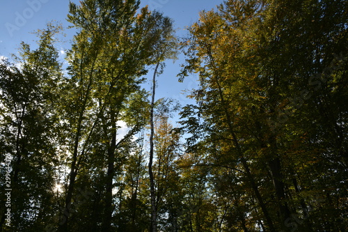 Tops of trees against the blue sky in autumn