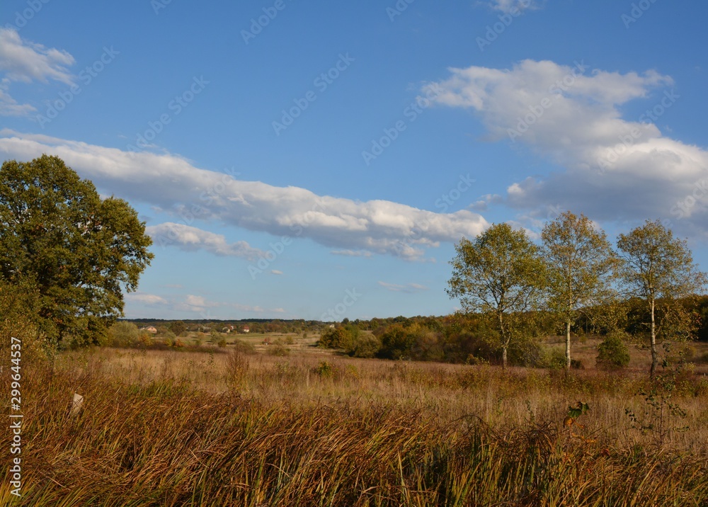  Landscape of trees growing on a field against a forest and blue sky