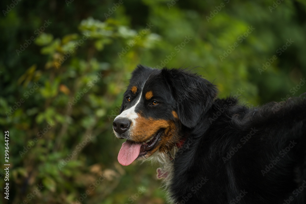 Bernese mountain dog standing in a summer garden