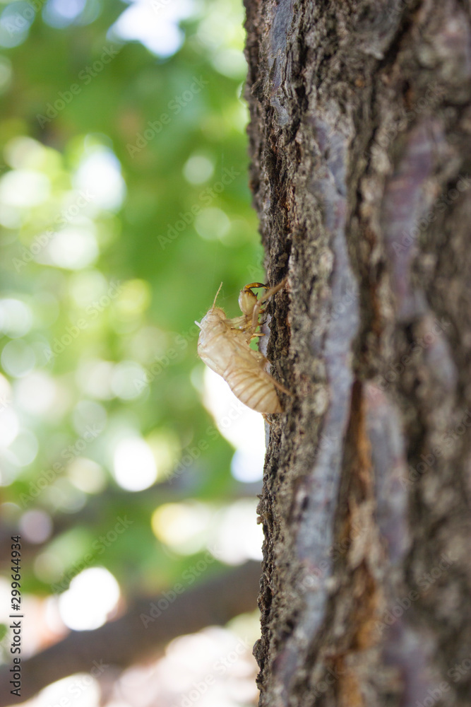 Obraz premium Cicada bug shell