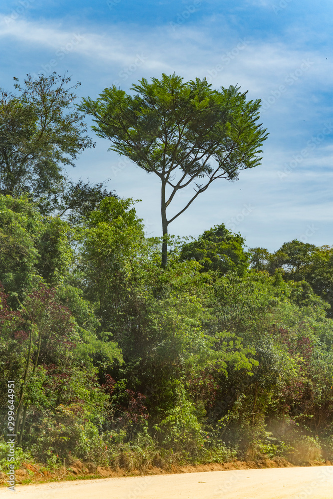 Obraz premium trees and blue sky