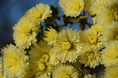  Bouquet of yellow chrysanthemums on a blurry blue autumn background