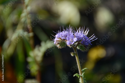 Wallpaper Mural Purple phacelia flower close-up on a blurred background Torontodigital.ca