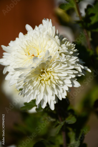  Beautiful white chrysanthemums close-up