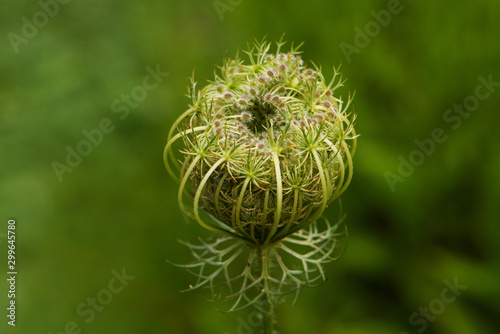 Seed blossom of the wild carrot