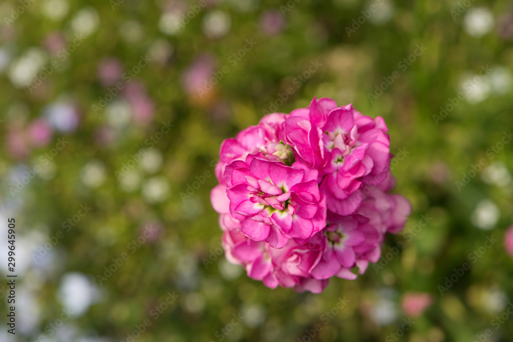 Closeup of a phlox blossom Closeup of a phlox blossom