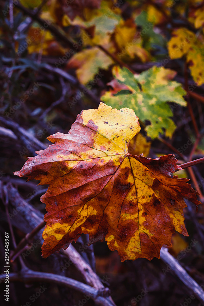FIRST PLANE OF YELLOW AND GREEN TREE LEAVES 2. AUTUMN COLORS FIRST PLANE OF YELLOW AND GREEN TREE LEAVES 2. AUTUMN COLORS