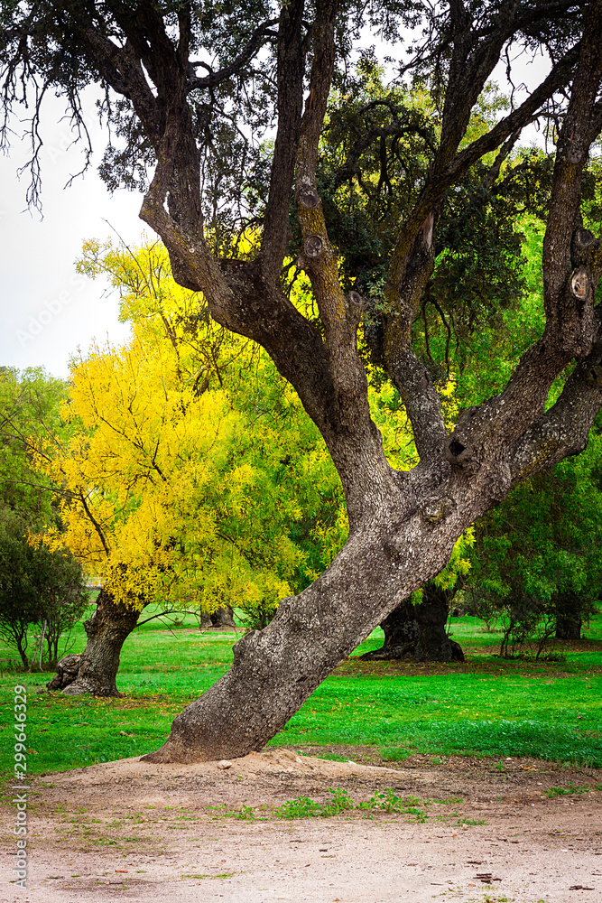 Naklejka premium YELLOW TREES AND LEAVES IN AUTUMN IN MADRID FOREST. AUTUMN NATURE