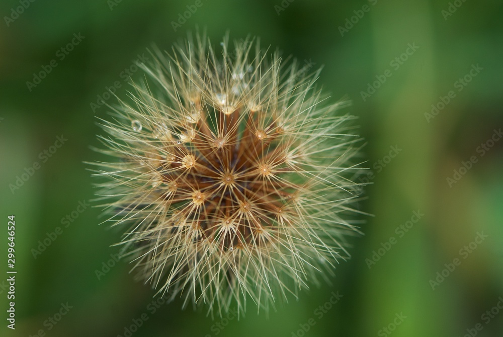 Some dry Swiss flower with rain drops, Jack-go-to-bed-at-noon, meadow goat's beard, meadow salsity, rain, showy goat's-beard, Tragopogon pratensis