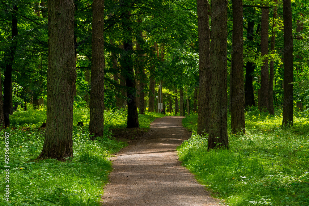 path in forest