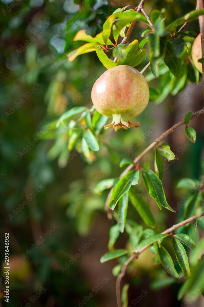 Unripe pomegranate fruit hanging on a branch of a tree with green leaves. Growing pomegranate Unripe pomegranate fruit hanging on a branch of a tree with green leaves. Growing pomegranate