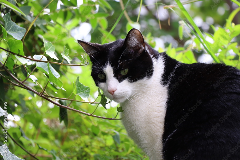 Naklejka Kot domowy biało-czarny - kot, dom, czarno-biały, fototapety |  Foteks