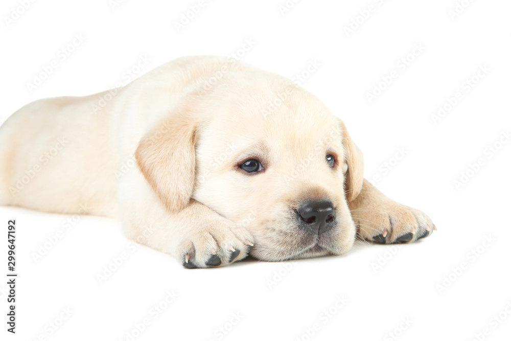 Labrador puppy isolated on white background Labrador puppy isolated on white background