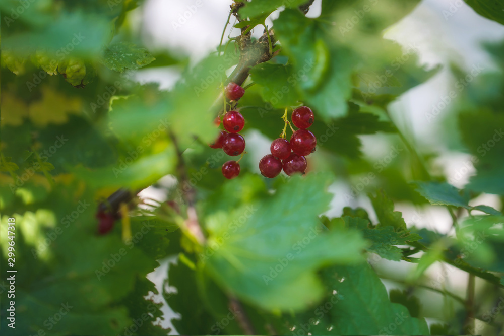 Naklejka premium red currant berries among green foliage