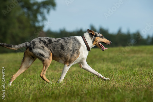 Short haired collie walking in a meadow photo