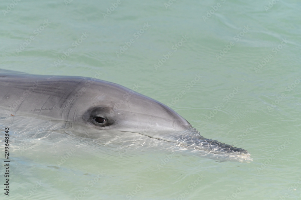 Fototapeta premium Indo-Pacific bottlenose female dolphin at Shark Bay in Western Australia