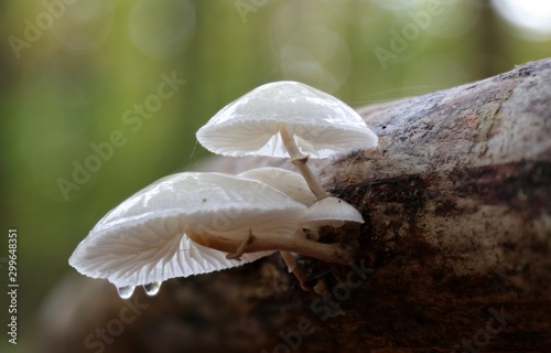 Pilze im Herbstwald.