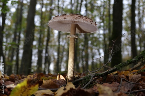 Pilze im Herbstwald.