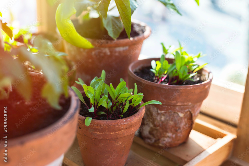 Rustic weathered clay pots with various seedlings on a wooden shelf in an allotment green house