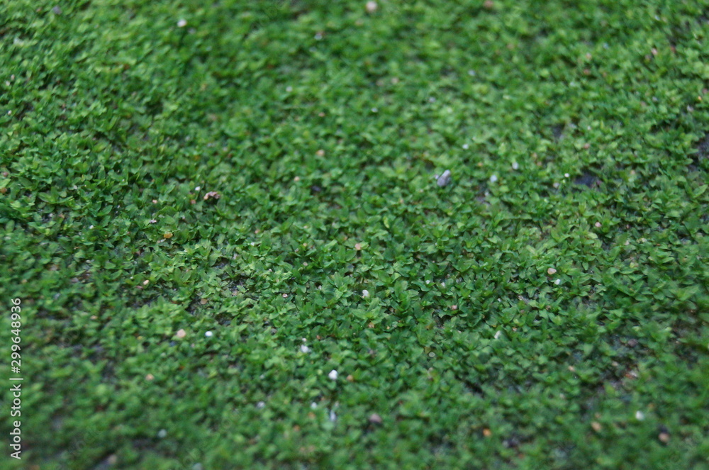 Naklejka premium flower