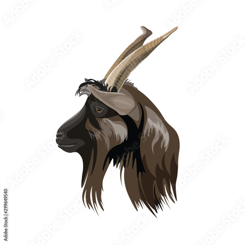 Portrait of the goat head in profile