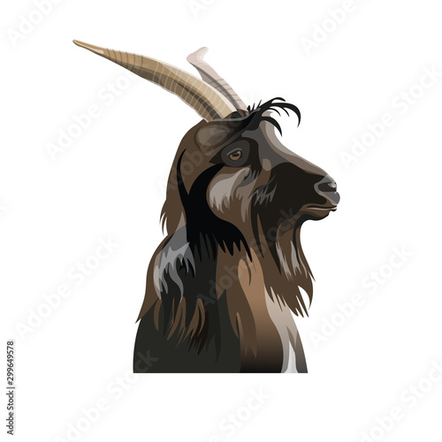 Portrait of the goat head in profile