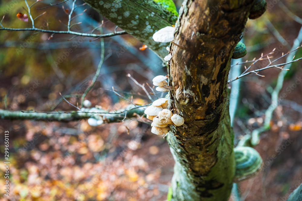 Obraz premium White mushroom that parasites a tree