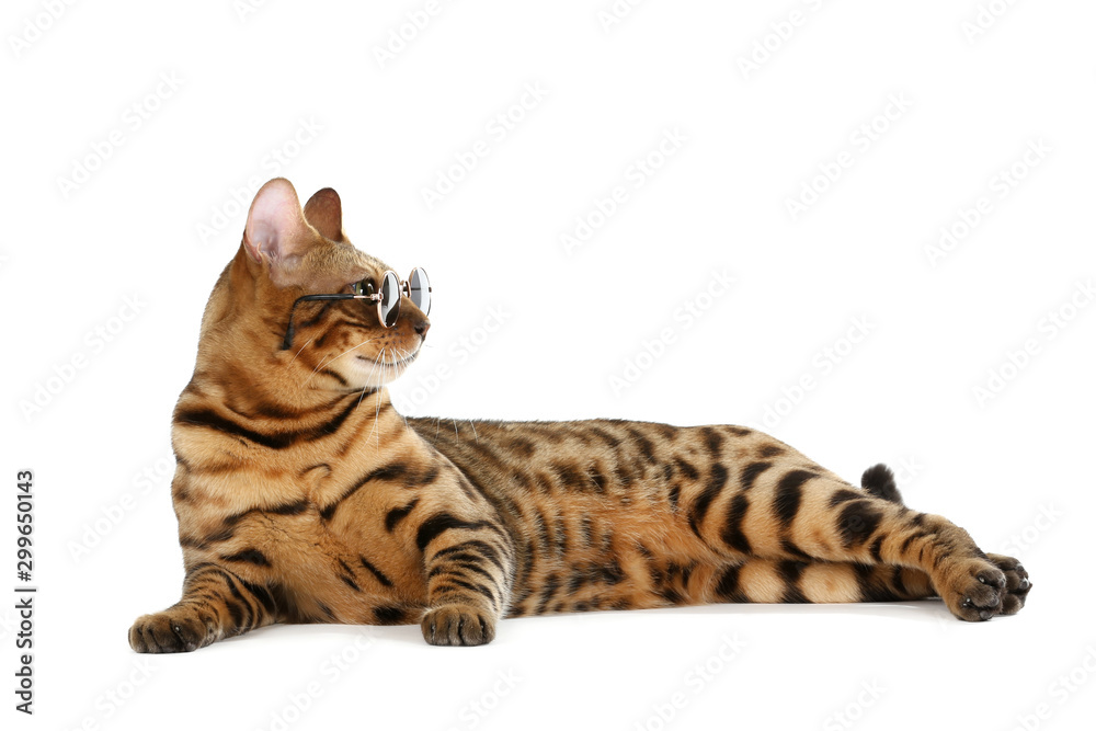 Beautiful brown cat in sunglasses isolated on white background Beautiful brown cat in sunglasses isolated on white background