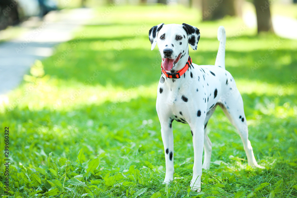Dalmatian dog playing on the grass in the park
