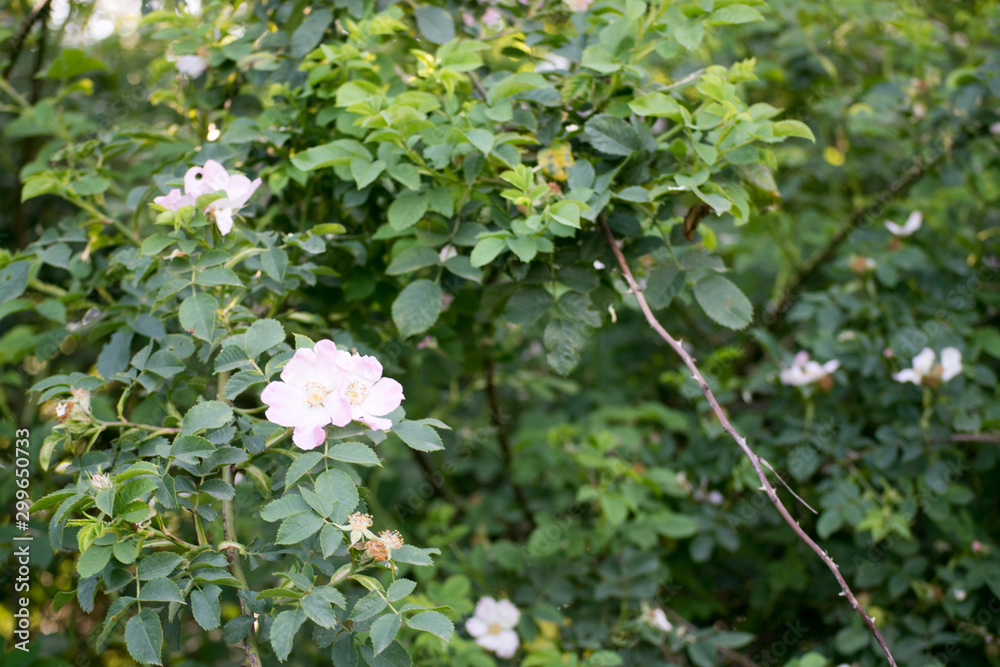white flowers on the tree white flowers on the tree