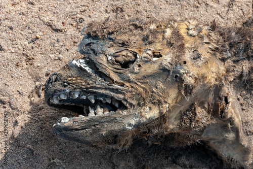Tableau sur toile Carcass of a dead fur seal - Cape Cross - Namibia