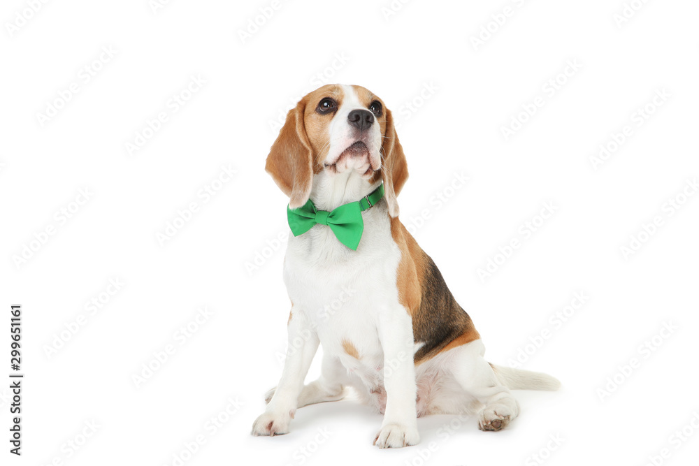 Beagle dog with green bow tie isolated on white background