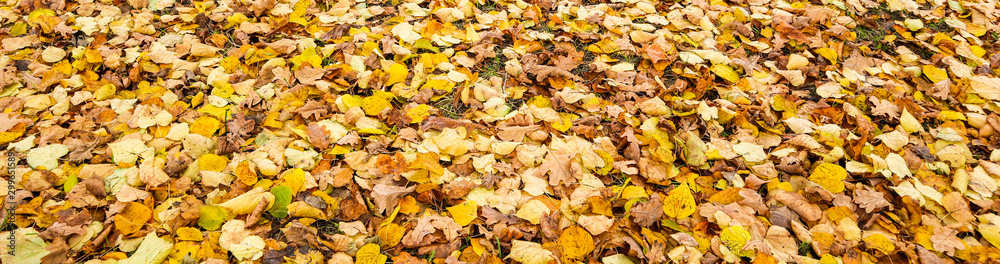 Fallen yellow leaves in the park in autumn. Nature background Fallen yellow leaves in the park in autumn. Nature background