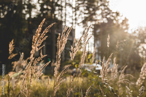 grass and flowers